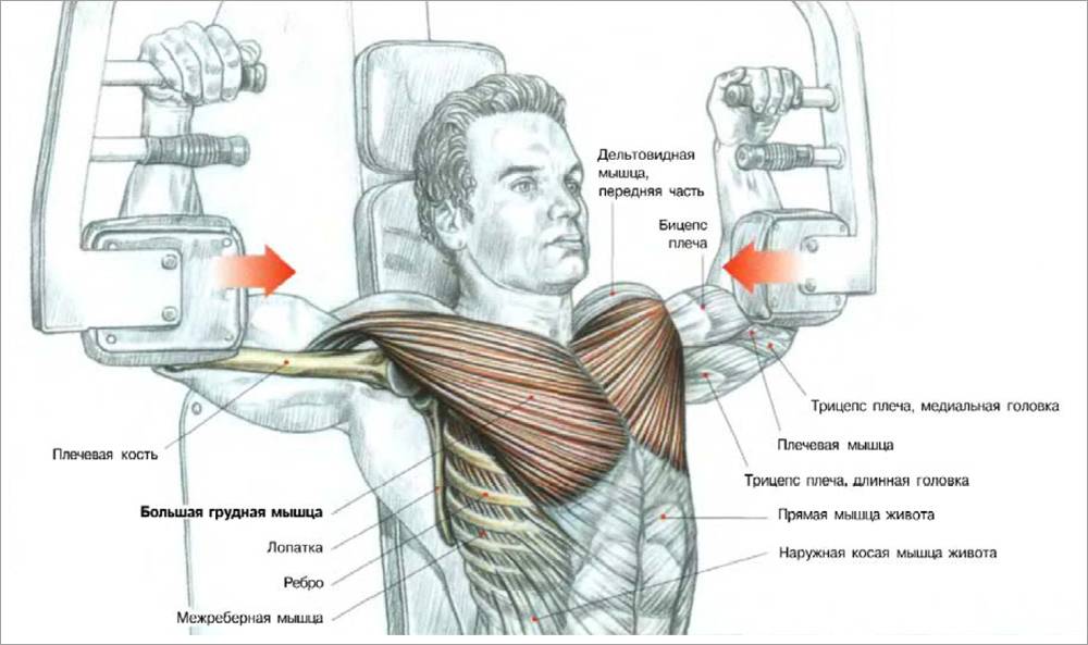 Упражнения на грудные мышцы: обзор лучших и самых эффективных