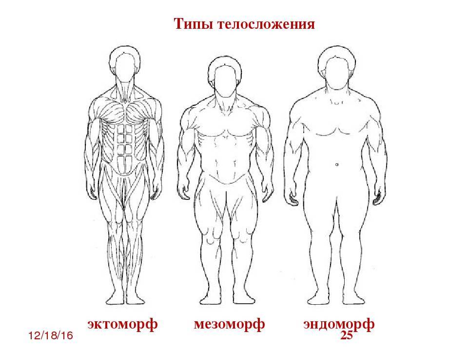 Эктоморф, эндоморф и мезоморф: правильные тренировки и питание для разных типов фигур