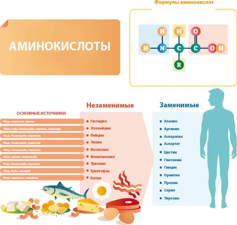 Аминокислоты польза для организма. аминокислоты: польза и вред | здоровье человека