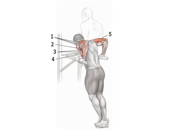Отжимания на брусьях на грудные мышцы и трицепс: какие мышцы работают, техника выполнения | твой фитнес