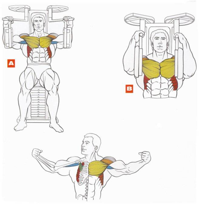 Упражнения на грудные мышцы: обзор лучших и самых эффективных
