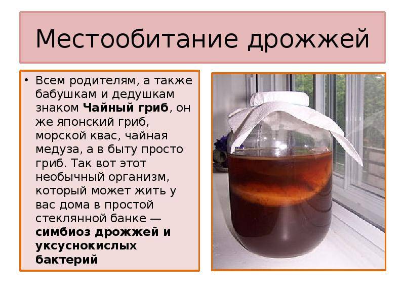 Чайный гриб: польза и вред для организма человека