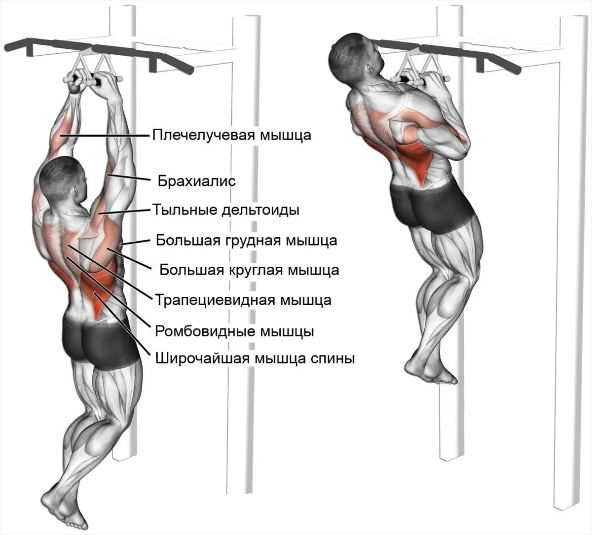Какие мышцы качаются при подтягиваниях обратным хватом: польза и вред этого упражнения | xn--90acxpqg.xn--p1ai