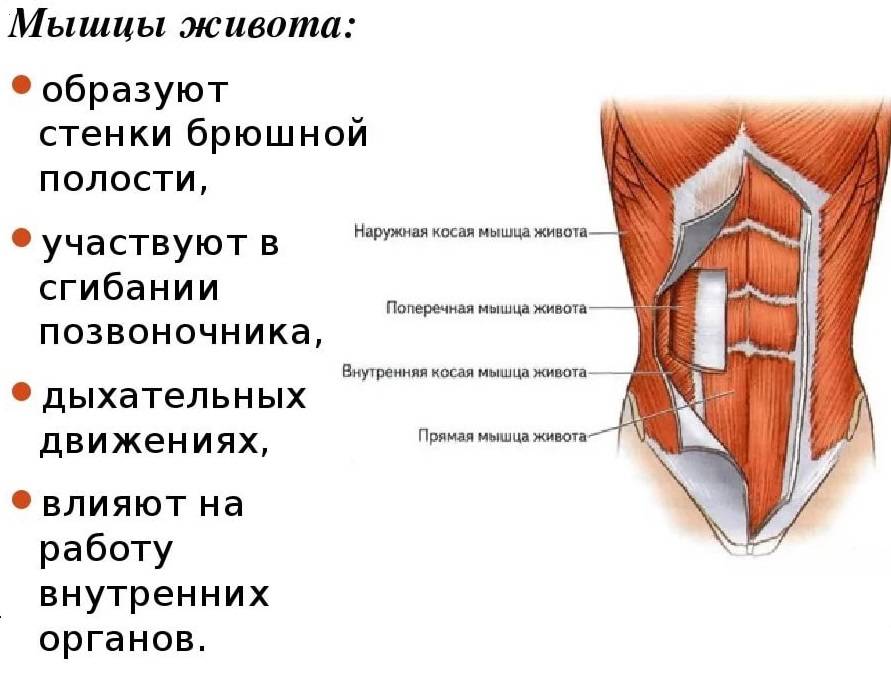 Схема мышц живота