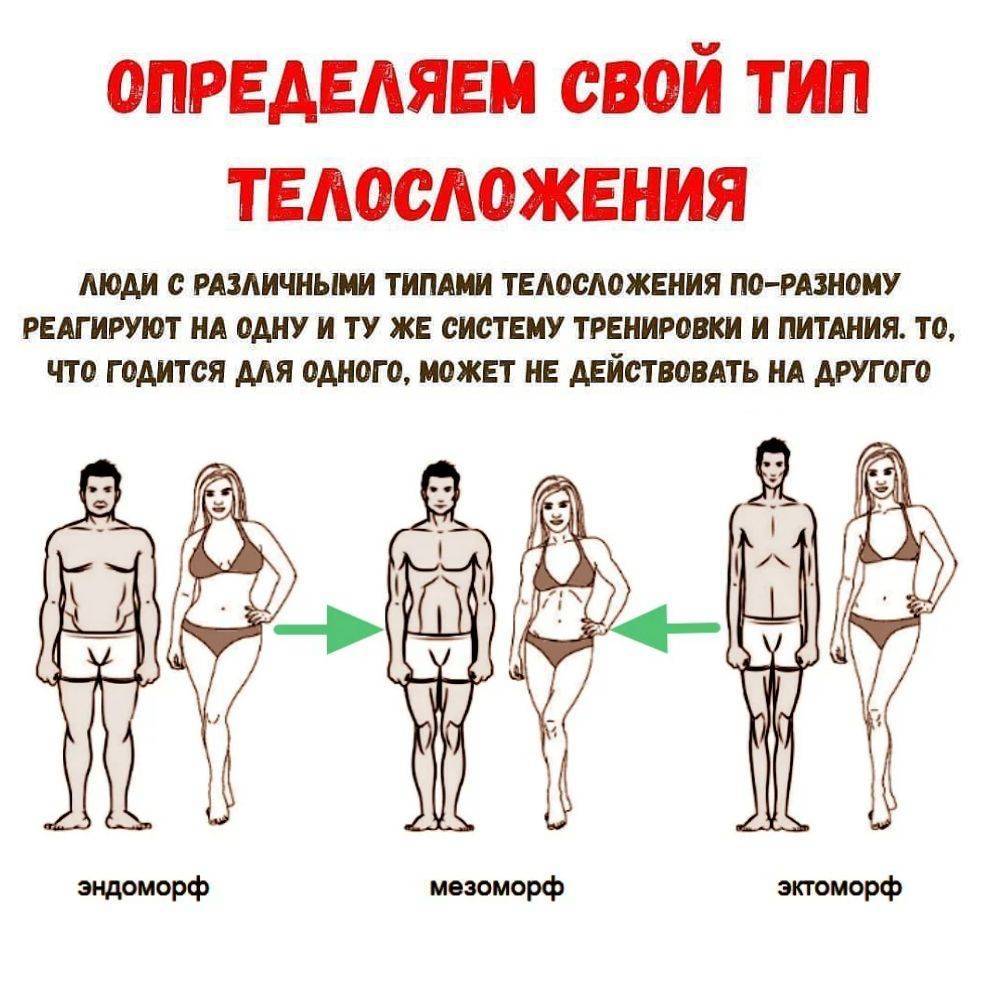 Типы телосложения мужчин- как отличить эктоморфа, эндоморфа и мезоморфа