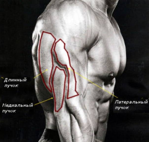 Мышцы рук
