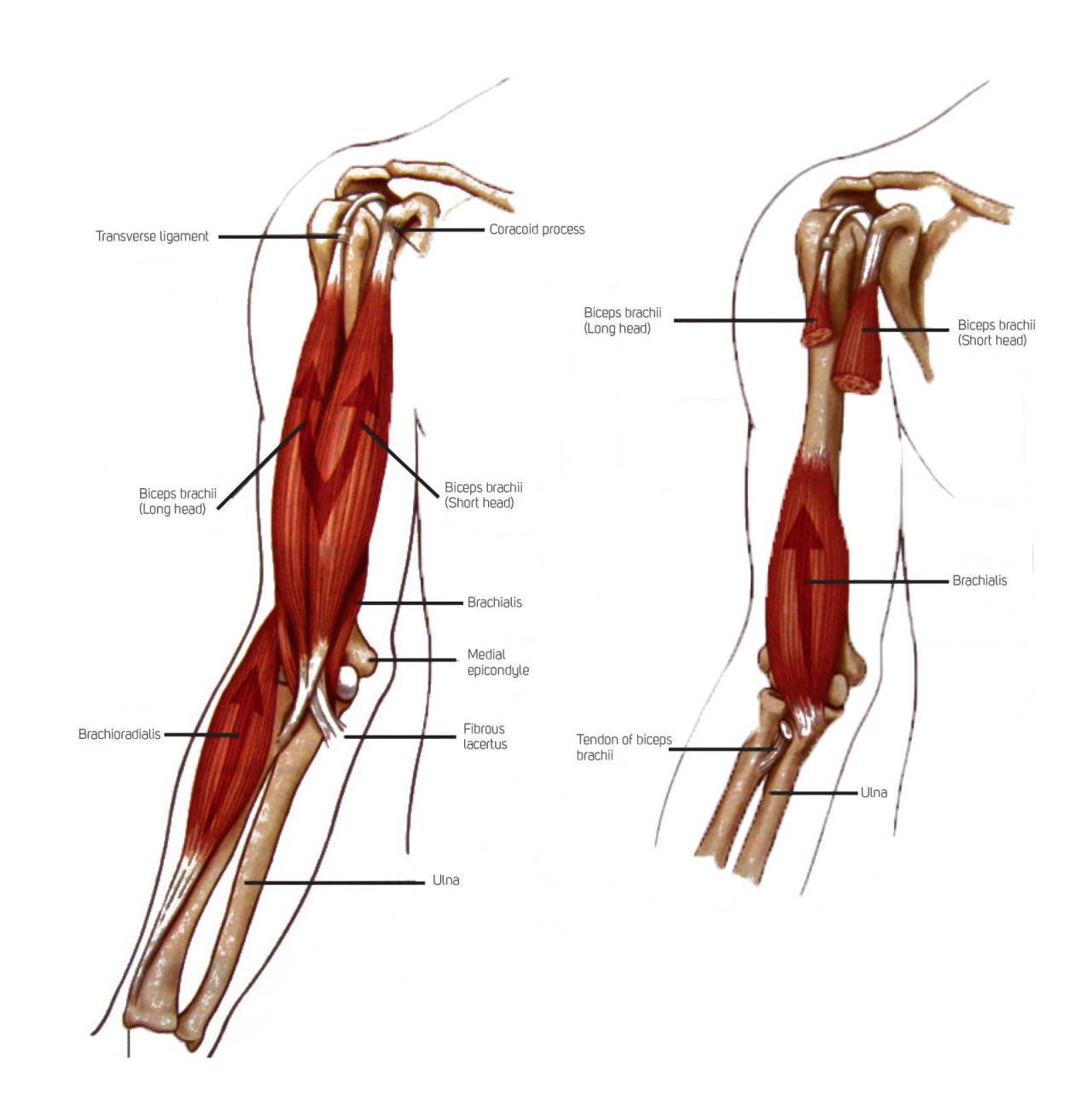 Анатомия мышц предплечья человека – информация: