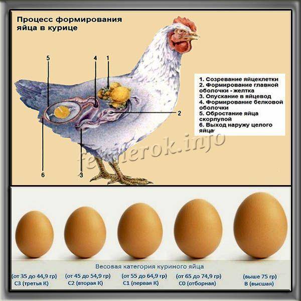 Яйца при аллергии: особенности возникновения реакции на белок и желток, причины, симптомы и признаки, лечение