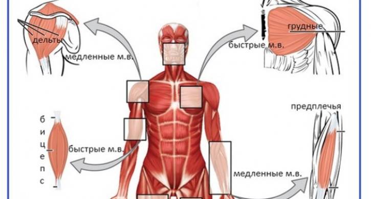Типы мышц