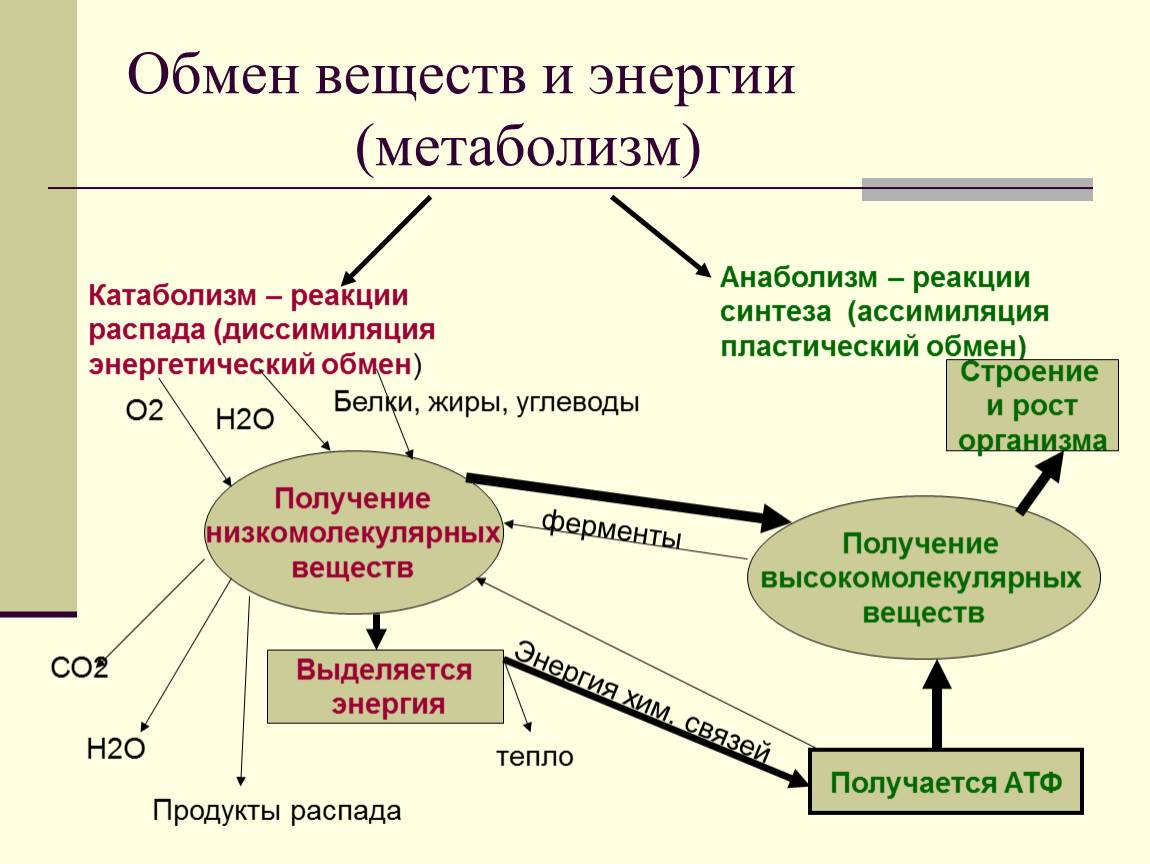Метаболизм (обмен веществ): роль в организме, типы, особенности