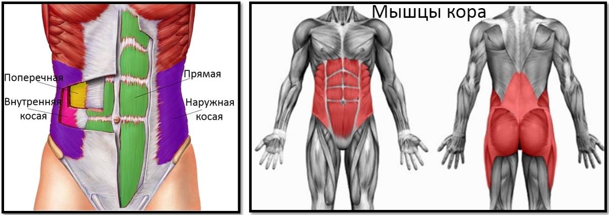 Мышцы кора — центр управления тела