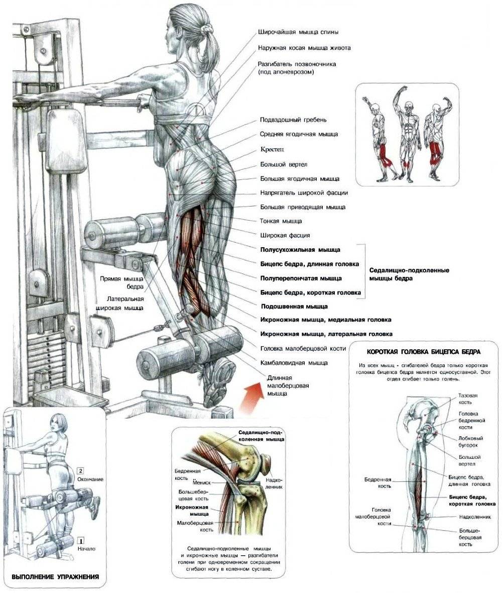Упражнения в картинках в силовом тренажере