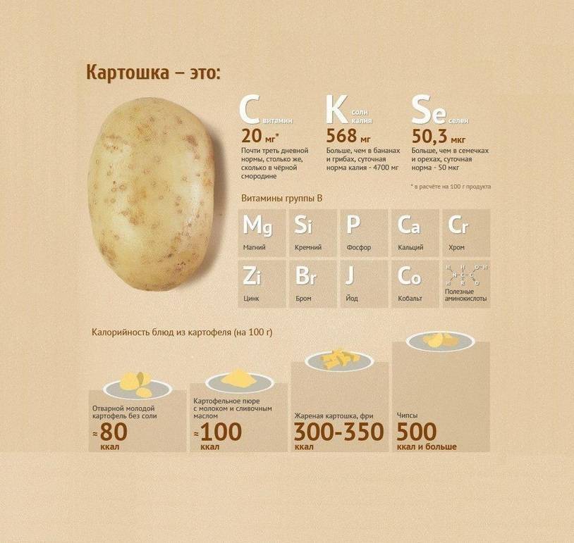 Калорийность картофеля на 100 грамм