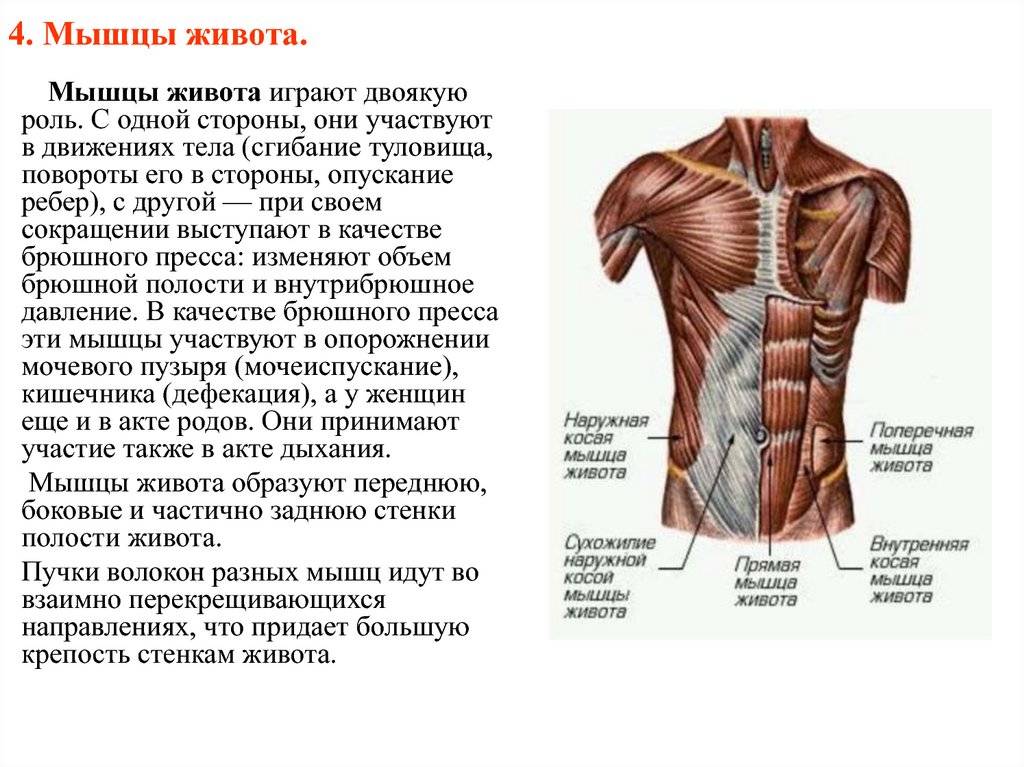Строение, функции и анатомия мышц живота (пресса) от а до я