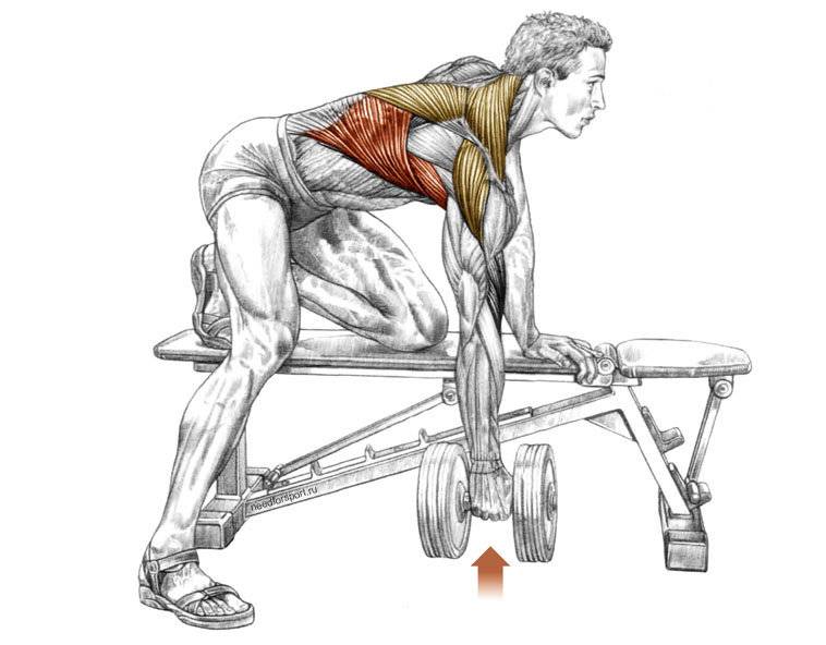 Как накачать спинные мышцы. | здоровье человека