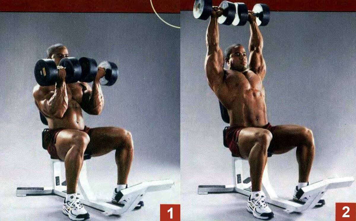 Жим арнольда: техника выполнения сидя с гантелями и стоя - какие мышцы работают