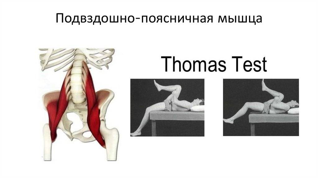 Подвздошно-поясничная мышца: где находится, эффективные упражнения на ее растяжку - tony.ru