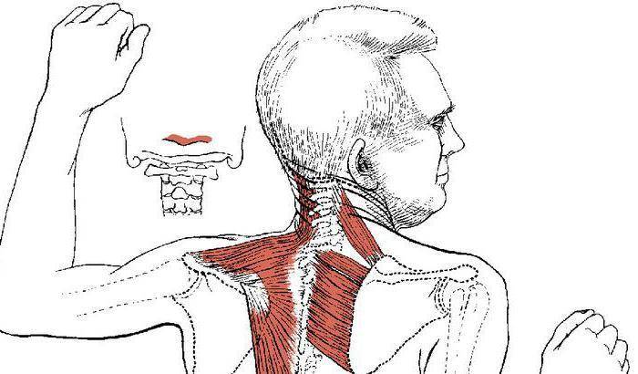 Как устроена ромбовидная мышца спины и какие патологии с ней связаны?