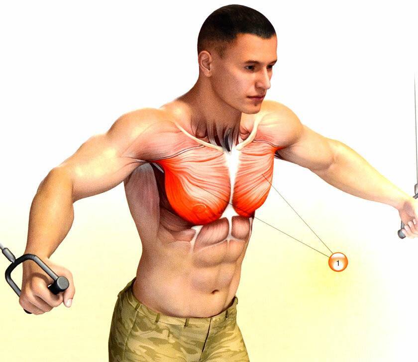 Как накачать грудь ☛ анатомия грудных мышц и эффективные упражнения