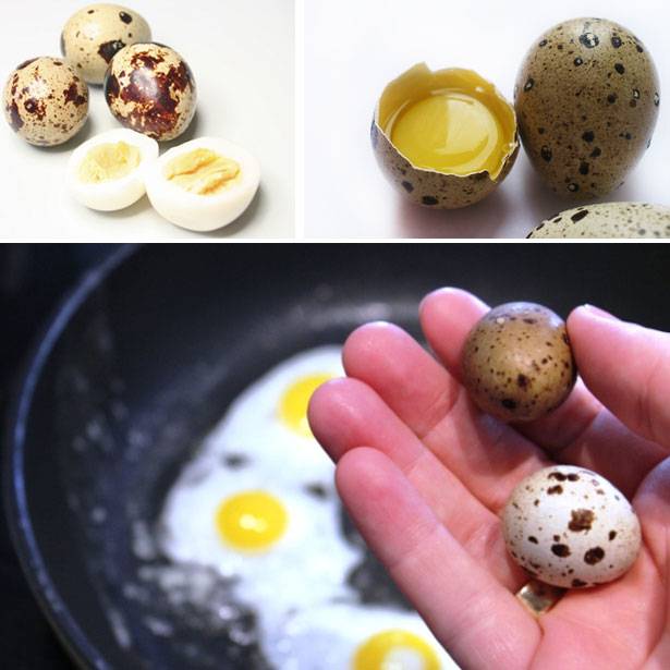 Перепелиные яйца: полезные свойства для здоровья. как с пользой использовать перепелиные яйца без вреда для организма