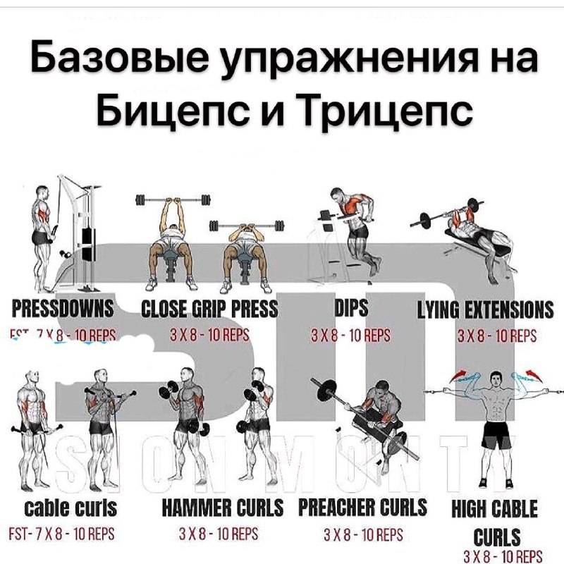 Упражнения на руки в тренажерном зале: техника, лучший комплекс на массу для мужчин и женщин