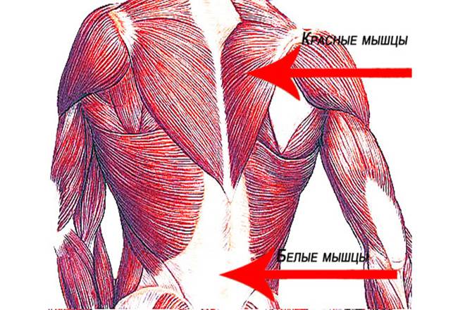 Быстрые и медленные мышцы: особенности тренировок и строения » как вести здоровый образ жизни человеку