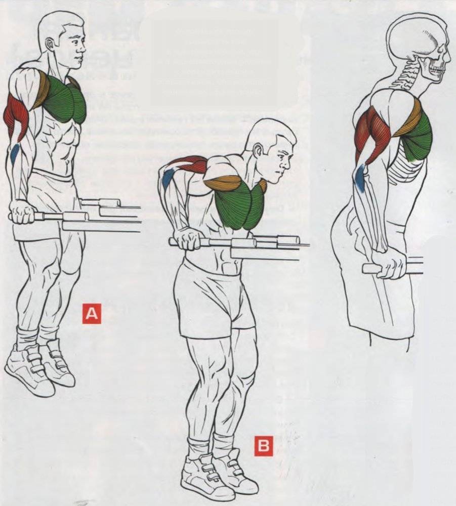 Брусья: какие мышцы качаются во время тренировок?