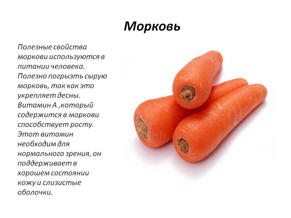 Польза и вред моркови для организма человека, калорийность и состав