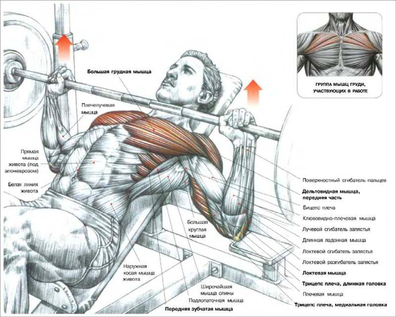 Как дома накачать грудные мышцы – поэтапная инструкция, фото, видео