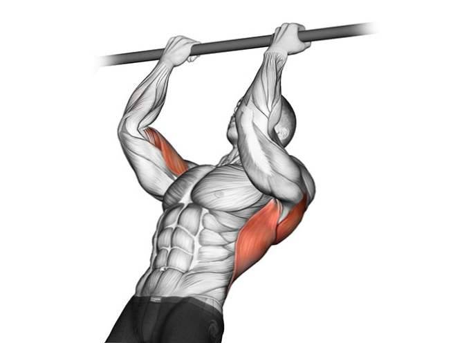 Для каких мышц полезны подтягивания?