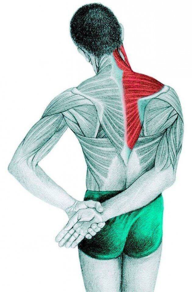 Широчайшая мышца спины  | kinesiopro
