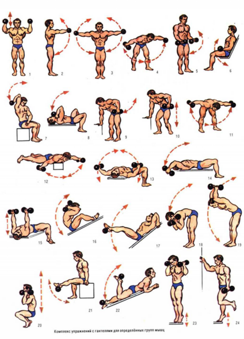 Лучшая схема упражнения с гантелями для мужчины - эффективные комплексы тренировок для начинающих (фото и видео уроки)