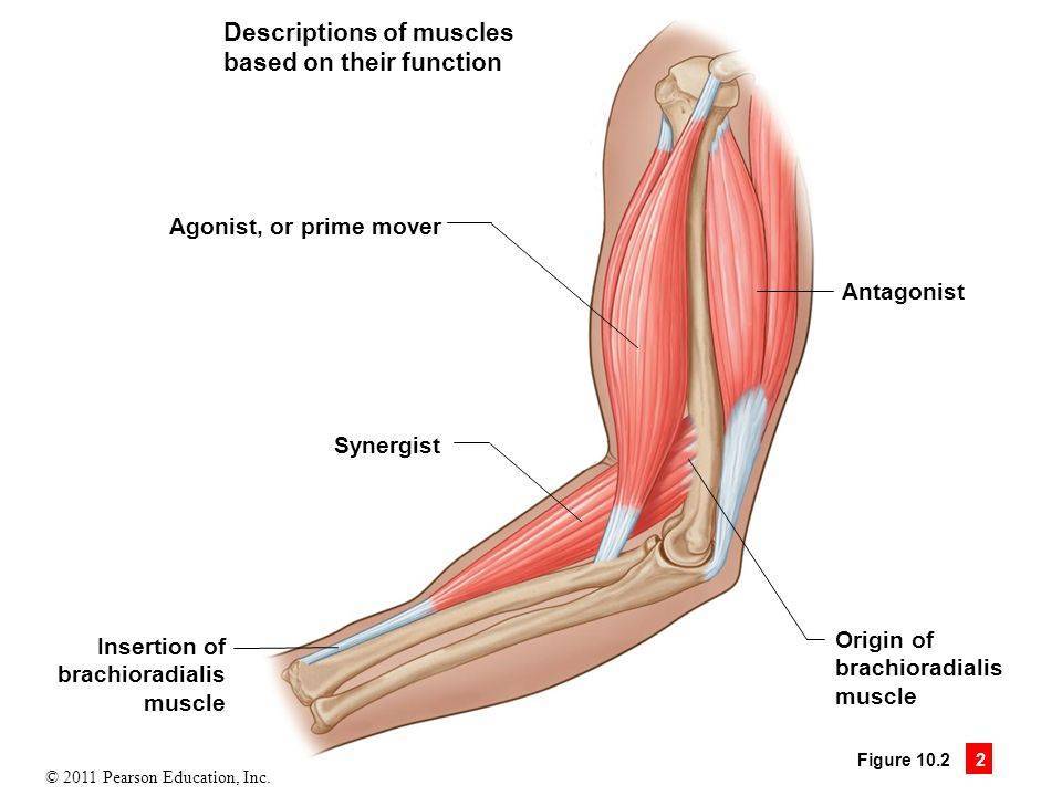 Работа мышц. элементы биомеханики - мышечная система - атлас анатомии человека