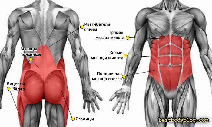 Мышцы кора. основные упражнения для укрепления и усиления