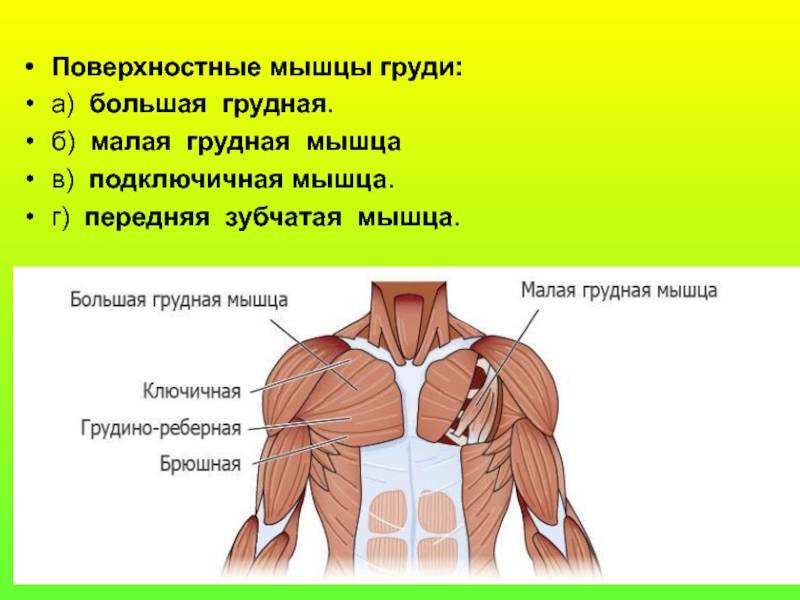 Анатомия грудных мышц и упражнения для накачки