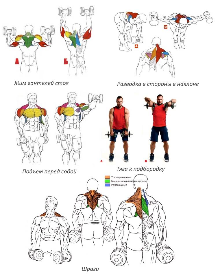 Как быстро накачать большие руки: лучшие упражнения и программа тренировки мышц рук