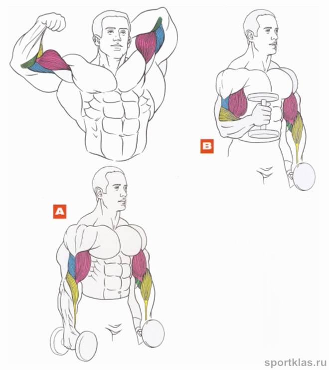 Как быстро нарастить мышцы на руках - wikihow
