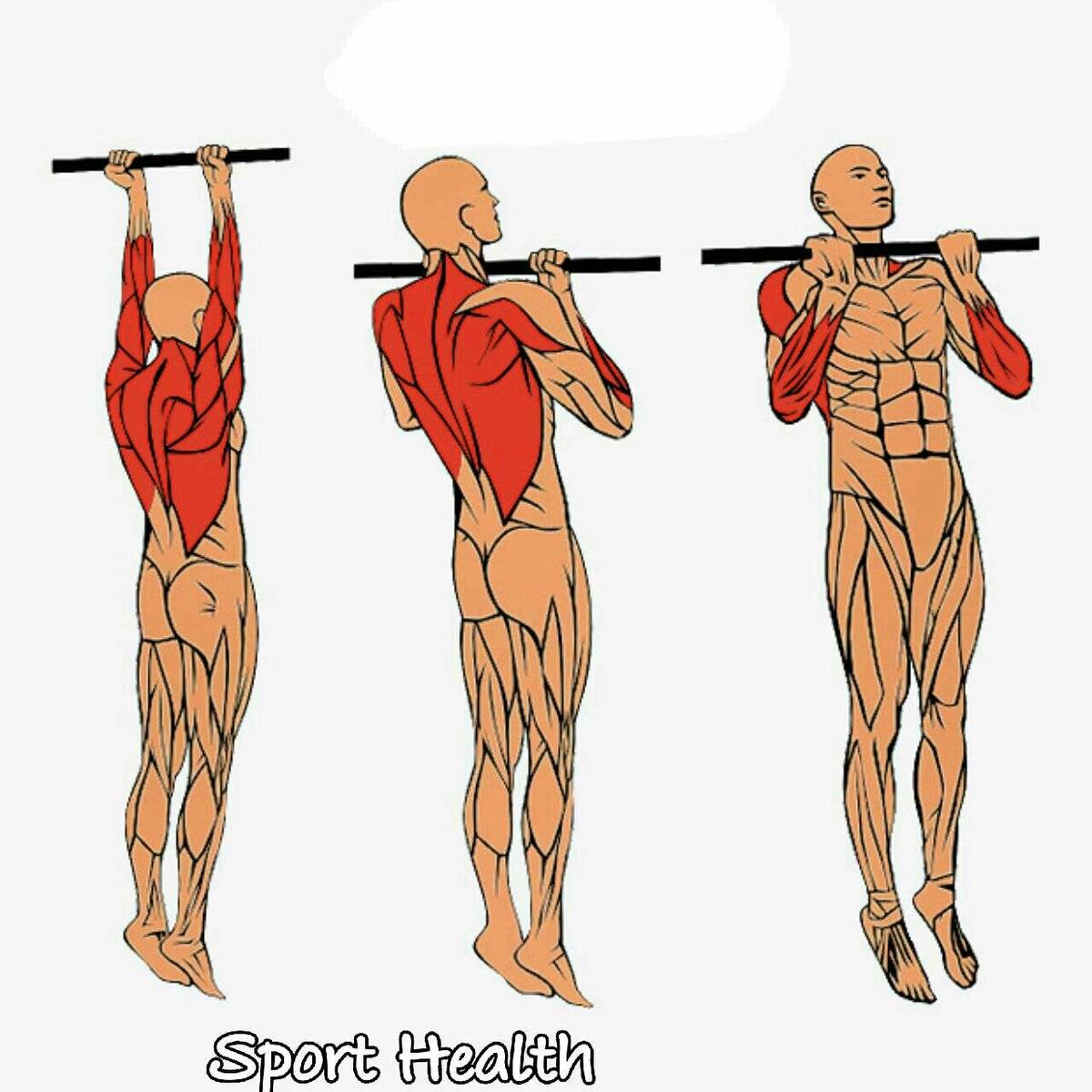 Какие мышцы работают при подтягивании широким, узким, обратным и параллельным хватом на турнике