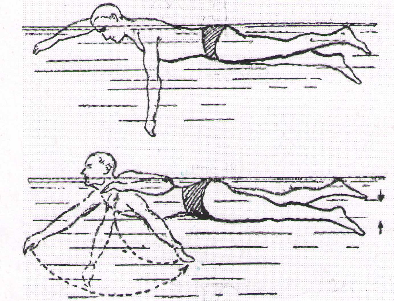 Как правильно плавать кролем на спине и на груди: техника выполнения движений, фото и видео-инструкция