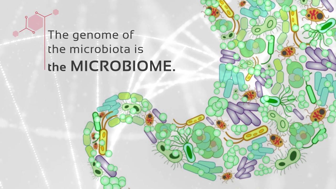 Что такое микробиом доступными словами, и зачем нам о нем знать