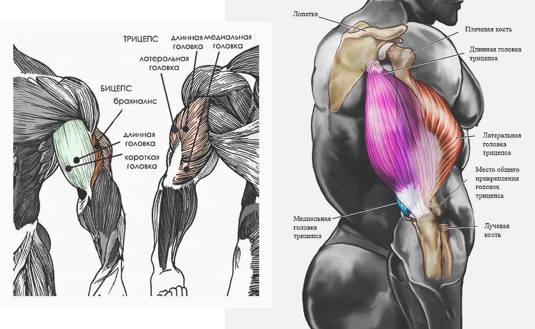 Анатомия и строение мышц рук 
анатомия и строение мышц рук