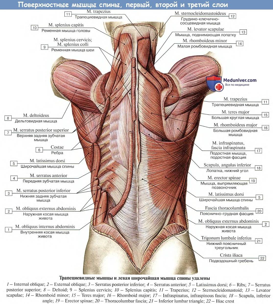 Мышцы поясницы (квадратная, грушевидная и другие): анатомия и функции, способы укрепления