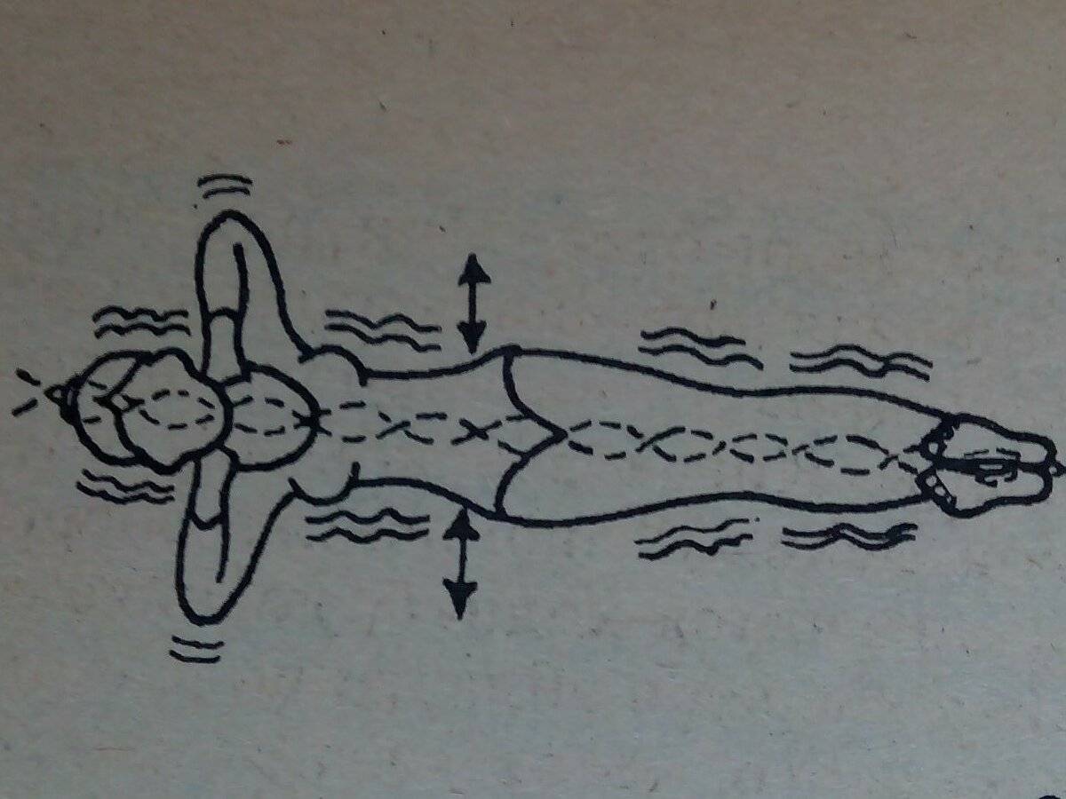 Упражнение «золотая рыбка» для спины, позвоночника и остальные 6 золотых правил здоровья по системе кацудзо ниши