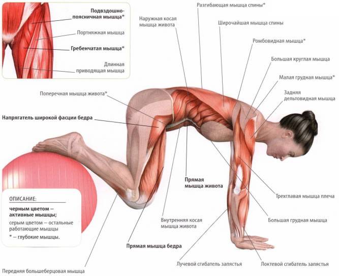 Как укрепить мышцы кора: 4 упражнения на каждый день