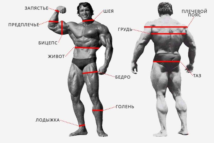 Как определить идеальные пропорции мужского тела