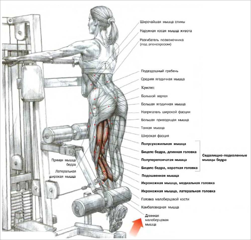 Какие тренажеры для каких мышц фото с описанием
