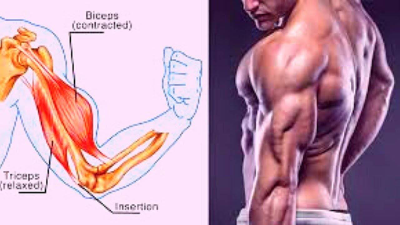 Тренировка с тендинопатией двуглавой мышцы плеча. часть 1 | fpa