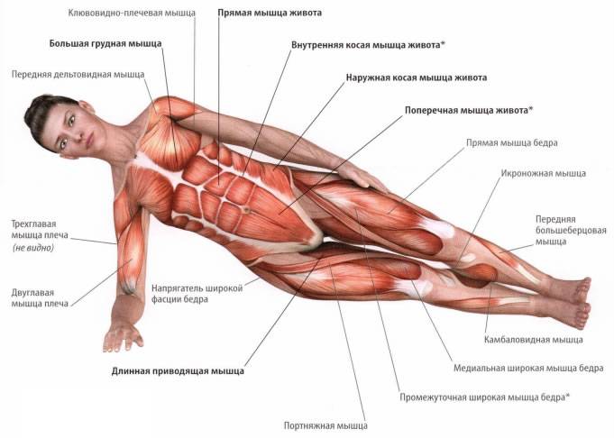 Мышцы кора: упражнения для мужчин и женщин в домашних условиях