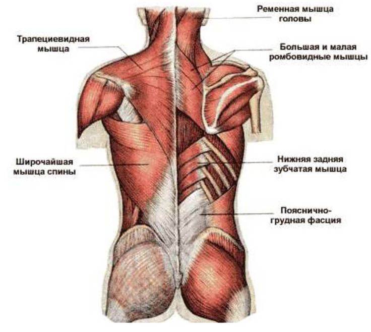 Мышцы спины человека: анатомия глубоких и поверхностных, заболевания