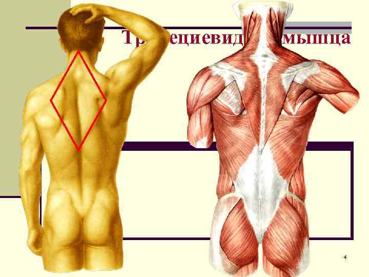 Корригирующие упражнения при повреждениях плеча